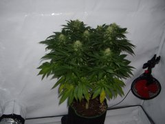 12/12 +30, Jack Herer Sensi Seeds
