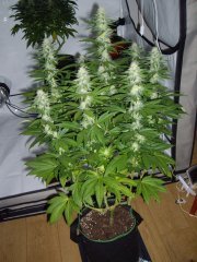12/12 +30, Sour Ripper, Ripper Seeds