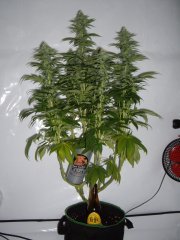 12/12 +32, Sour Ripper