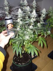 12/12 +44, GMO x Animal Cookies