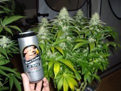 12/12 +44, Jack Herer
