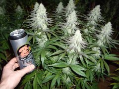 12/12 +44, Critical Cherry