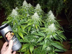 12/12 +44, Koser Kush