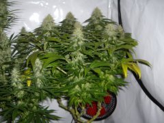 12/12 +44, Jack Herer