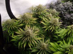 12/12 +44, Godzilla Glue