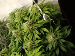 12/12 +44, Kosher Kush
