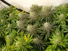 12/12 +44, Critical Cherry