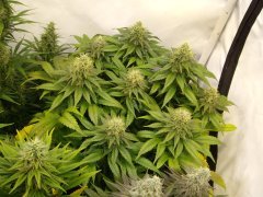 12/12 +44, Jack Herer