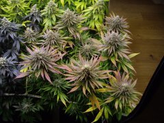 12/12 +56, Godzilla Glue