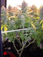 12/12 +56, Godzilla Glue