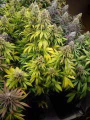 12/12 +56, Sour Ripper