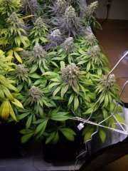 12/12 +56, Kosher Kush