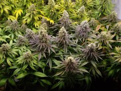 12/12 +56, Critical Cherry