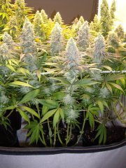 12/12 +56, Critical Cherry