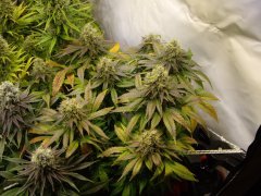 12/12 +56, Jack Herer