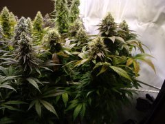 12/12 +56, Jack Herer