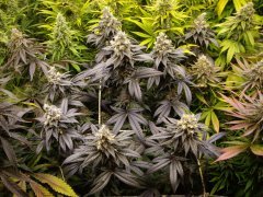12/12 +56, GMO x Animal Cookies