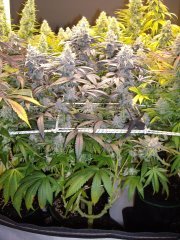 12/12 +56, GMO x Animal Cookies