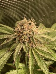 IMG_2318.jpeg