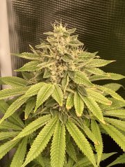 IMG_2320.jpeg