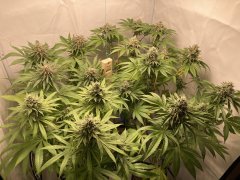 IMG_2327.jpeg