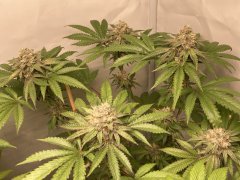 IMG_2330.jpeg