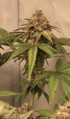 IMG_2379.jpeg