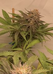 IMG_2403.jpeg
