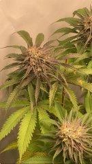 IMG_2409.jpeg