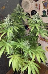 IMG_2422.jpeg