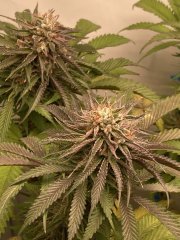 IMG_2438.jpeg