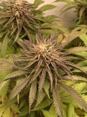 IMG_2441.jpeg