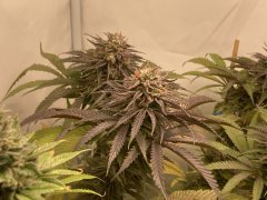 IMG_2491.jpeg