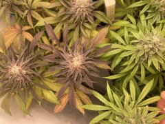 IMG_2503.jpeg