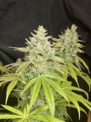 IMG_2716.jpeg