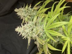 IMG_2716.jpeg