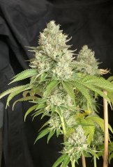 IMG_2721.jpeg