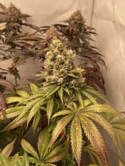 IMG_2804.jpeg