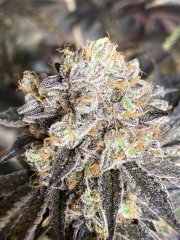 IMG_2811.jpeg