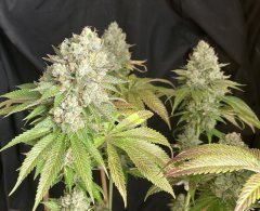 IMG_2817.jpeg