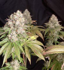 IMG_2818.jpeg