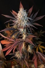 Aladdin Kush,..