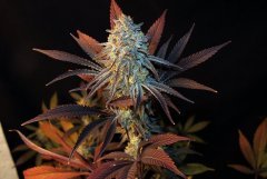 Aladdin Kush.,.