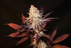Aladdin Kush..
