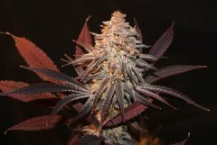 Aladdin Kush