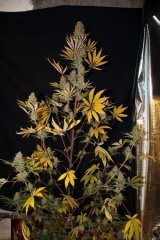 Skylock "*