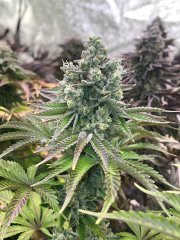 Solar Flare / la Chanvriere