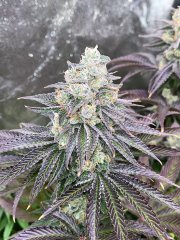 Mimosa x 26 mm // the gratefulseeds