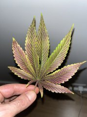 IMG_7882.jpeg