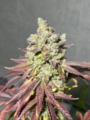 Solar Flare